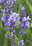 lavandula-munstead56d6f9e25a6eb