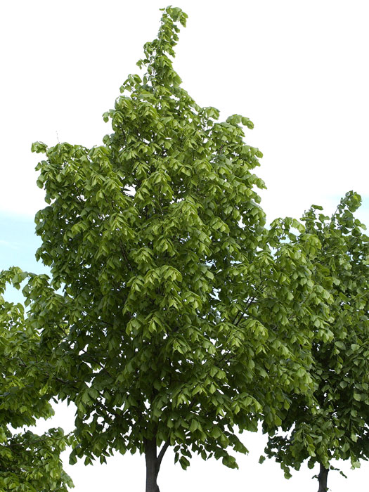 Tilia platyphyllos, Sommerlinde - XXL-Produkt