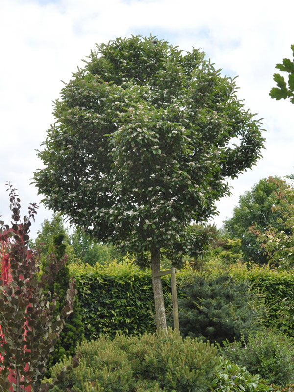 Crataegus lavallei 'Carrierei', Lederblättriger Weißdorn - Hochstamm