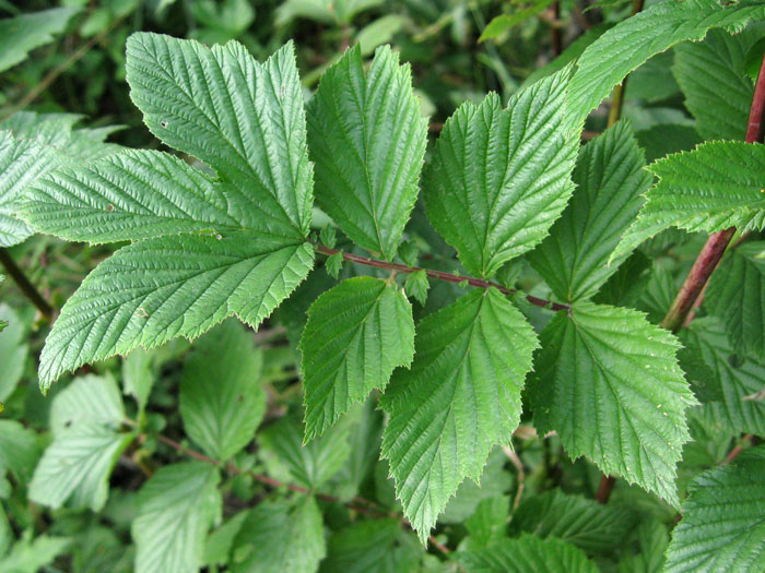 Filipendula ulmaria, Weiße Mädesüß, Spierstaude