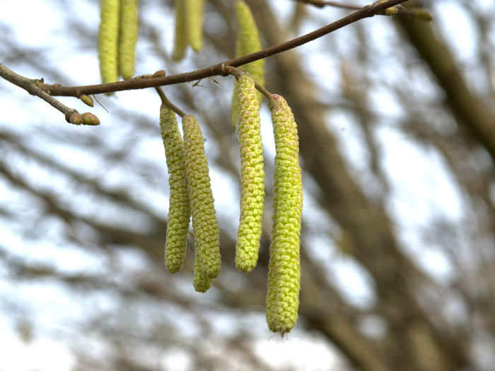 Bluete der Corylus avellana