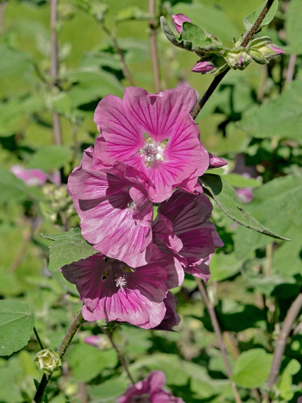 Lavatera olbia 'Burgundy Wine', Buschmalve