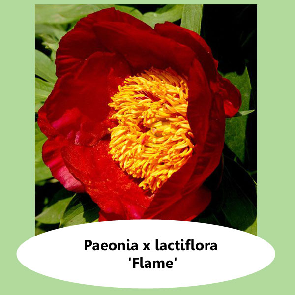 Paeonia Flame