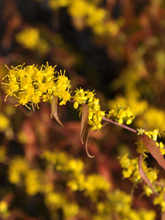 Solidago caesia, Goldrute, Goldbandrute