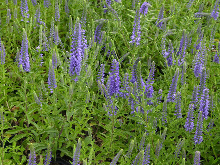 Veronica spicata 'Blauteppich', Zwerg-Ehrenpreis, Silberpolster-Ehrenpreis