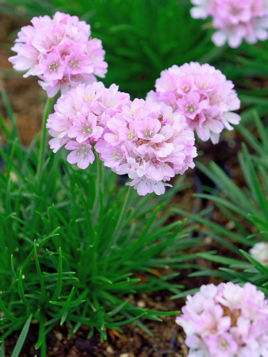 Armeria juniperifolia 'Röschen', Zwerg-Grasnelke