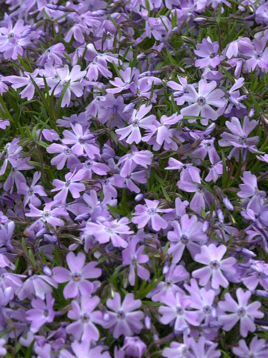 Phlox subulata 'Emerald Cushion Blue', Polster-Phlox, Teppich-Phlox, Teppich-Flammenblume