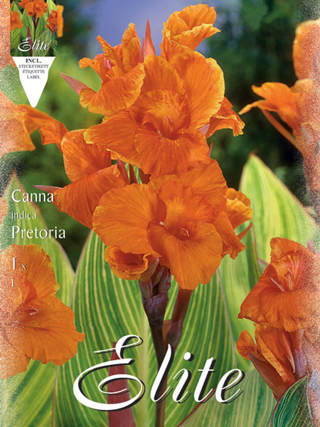 Canna 'Pretoria', Canna indica (Art.Nr. 520966)