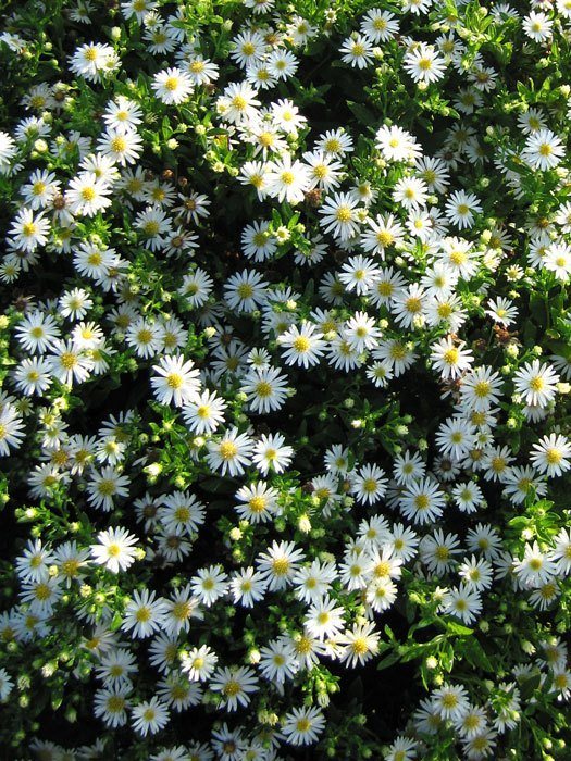 Aster novi-belgii 'Schneeberg', Glattblatt-Aster