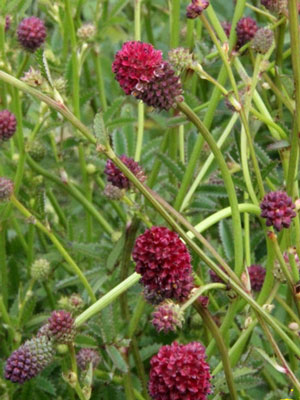 Sanguisorba officinalis 'Tanna', Großer Wiesenknopf, Purpur-Wiesenknopf