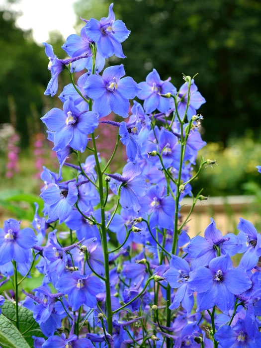 Delphinium belladonna 'Piccolo', Rittersporn, Verzweigter Gartenrittersporn