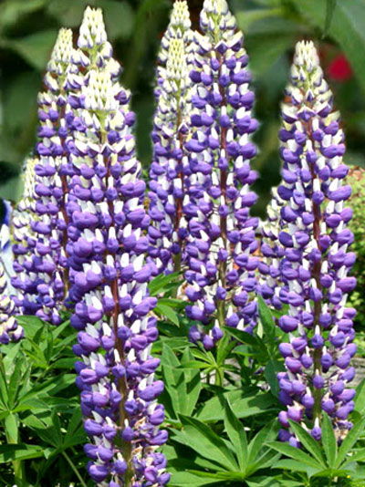 Lupinus nanus 'Gallery Blue Shades', Lupine, Wolfsbohne