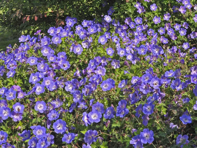 Kleines Beet aus der Staude Storchschnabel Rozanne