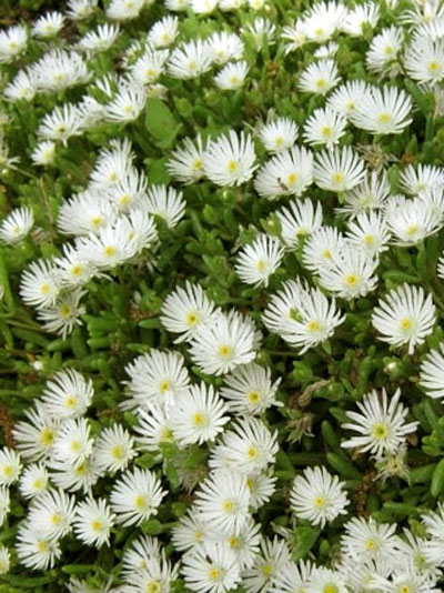 Delosperma congestum 'White Nugget' (M), Mittagsblume