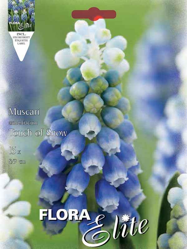 Muscari Touch of Snow