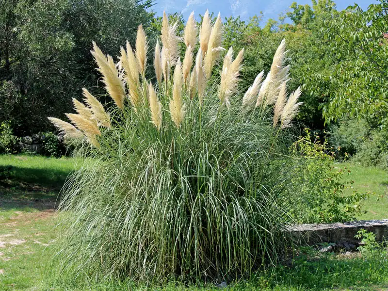 Wuchs der Cortaderia selloana