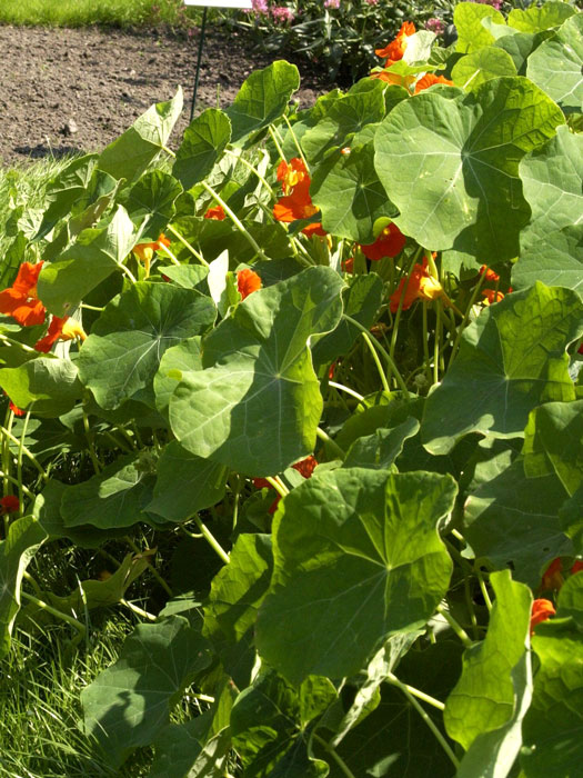 Kapuzinerkresse, Tropaeolum majus