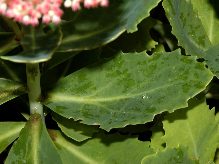 Sedum telephium 'Herbstfreude', Hohe Garten-Fetthenne