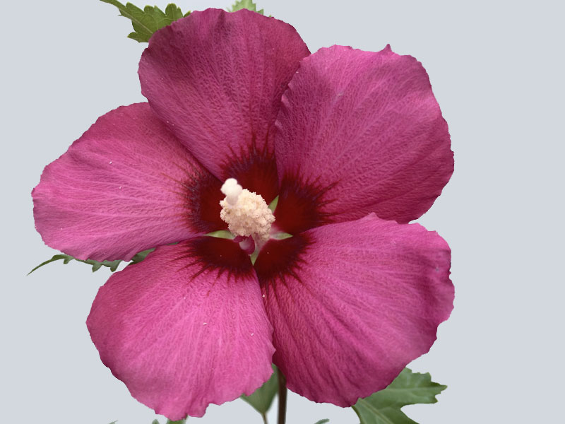 Nahaufnahme einer Blüte von Säulen-Eibisch 'Flower Tower Ruby'