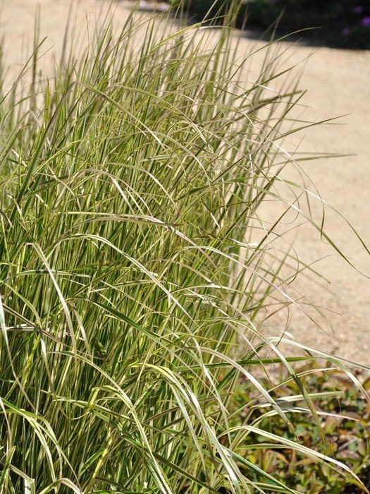 Calamagrostis x acutiflora 'Overdam' (M), Gestreiftes Reitgras, weißbuntes Sandrohr