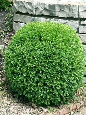 Buchsbaum-Kugel, Buxus