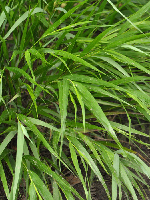 Hakonechloa macra (M), Japanisches Berggras