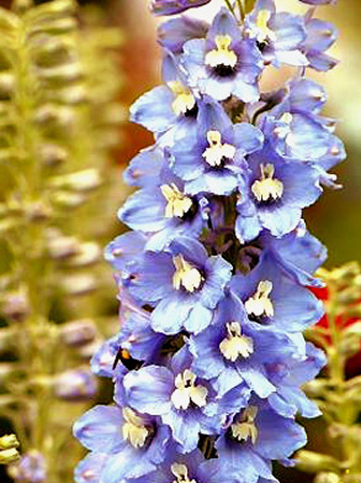 Delphinium belladonna 'Capri', Rittersporn, verzweigter Gartenrittersporn