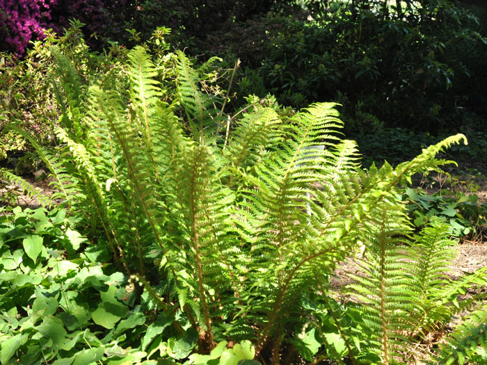 Polystichum setiferum 'Dahlem', Dahlem Filigranfarn