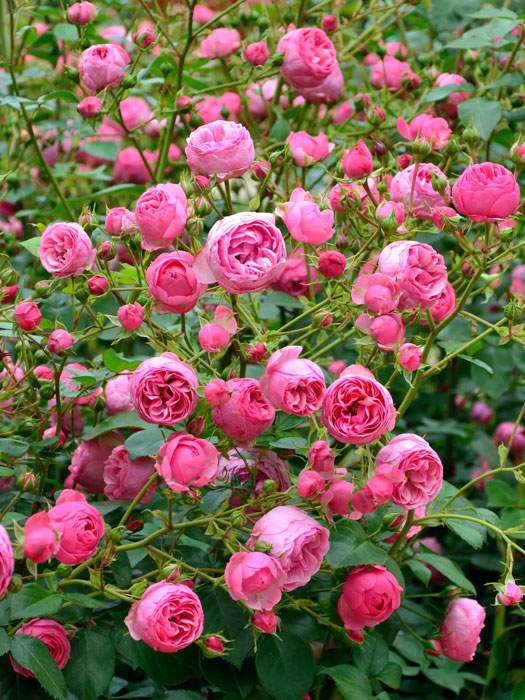 Blüten der Rose Pomponella