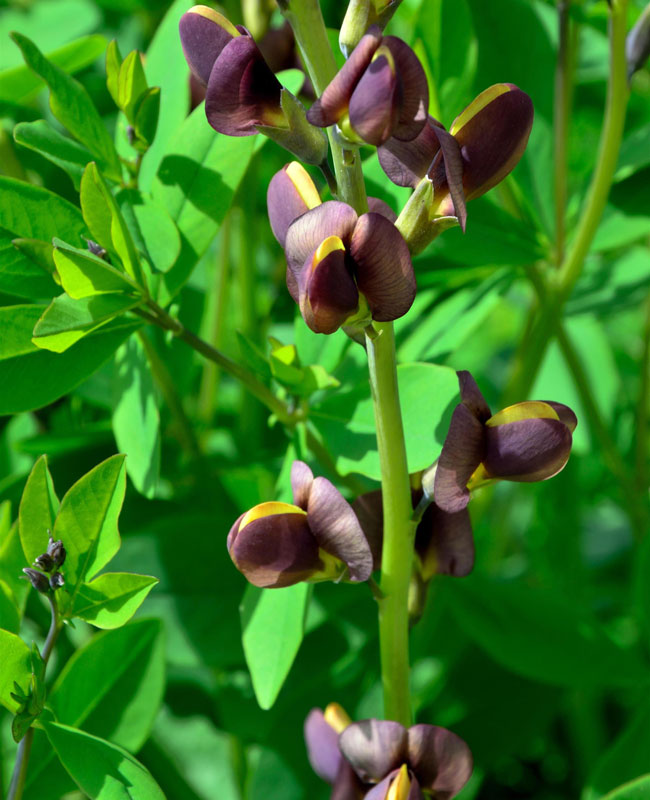 Baptisia variicolor 'Twilite Prairie Blues', Indigolupine