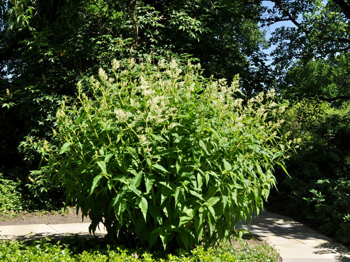 Persicaria x cultorum 'Johanniswolke', Staudenknöterich, Alpenknöterich