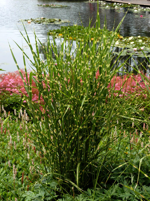 Miscanthus sinensis 'Zebrinus', Zebra-China-Schilf