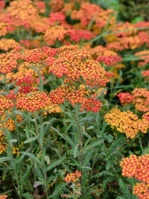 Achillea filipendulina 'Walter Funke' (M), Schafgarbe 'Walter Funke', rote Goldquirl-Garbe