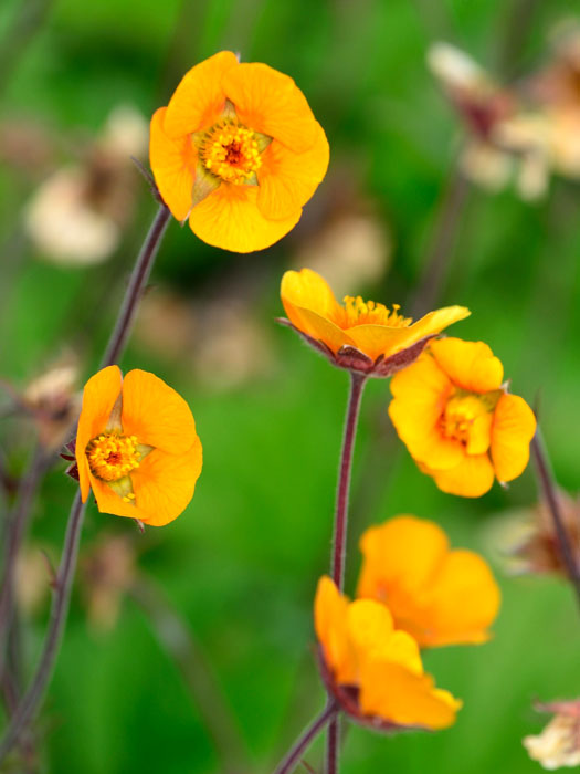 Geum x heldreichii 'Georgenberg', Teppich-Nelkenwurz