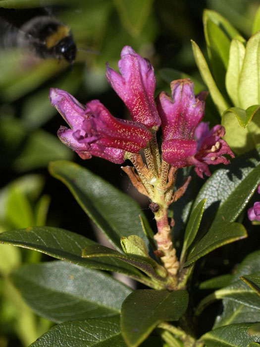 Rhododendron ferrugineum, Heimische Alpenrose