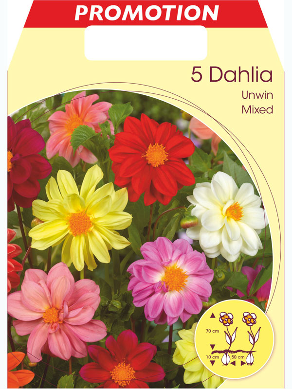 Unwinn-Dahlien-Mischung, Dahlia (Art.Nr. 5223280)