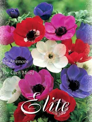 Anemone De Caen, Mischung, Anemone coronaria (Art.Nr. 520750)