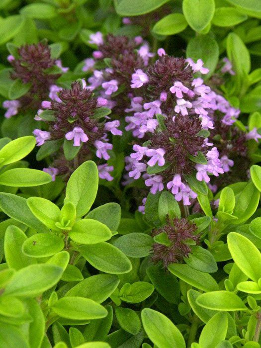 Thymus citriodorus 'Golden Dwarf' (M), Gelber Zitronen-Thymian