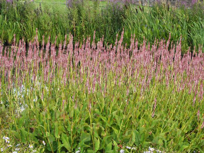 Bistorta (syn. Polygonum) amplexicaule 'Roseum' (syn. auch Persicaria), Kerzenknöterich, Wiesenknöterich