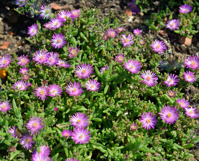 Delosperma Hybride 'Jewel of Desert Rosenquartz', Mittagsblume