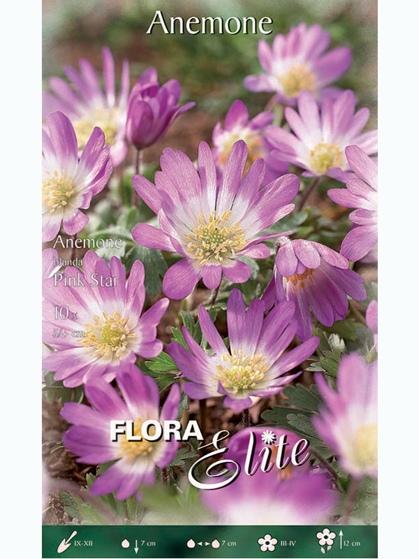 Anemone Blanda 'Pink Star' (Art.Nr. 596403)