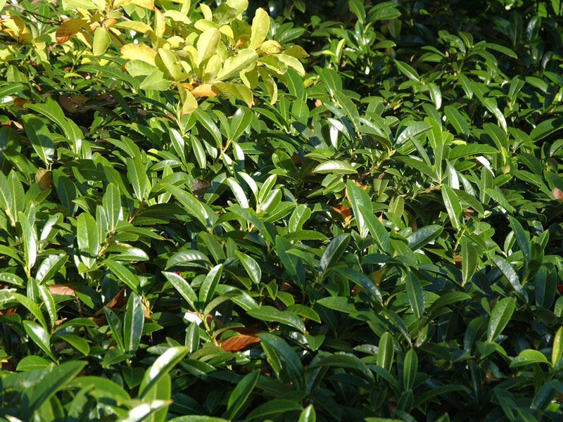 Prunus laurocerasus 'Mount Vernon', Bodendecker-Kirschlorbeer