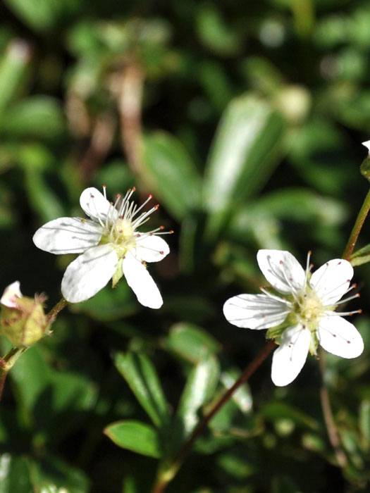 Potentilla tridentata 'Nuuk', Teppich-Fingerkraut