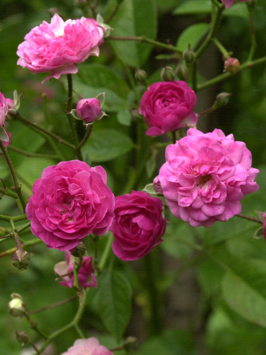 Blüte der Rose Super Excelsa