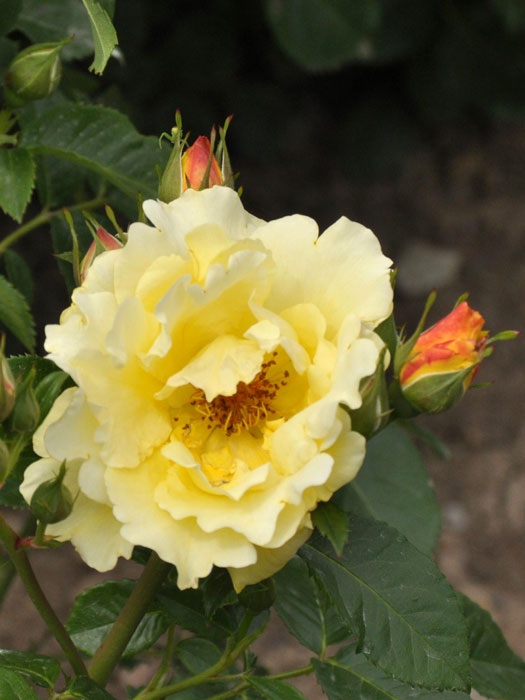 Blüte der Rose Lichtkönigin Lucia