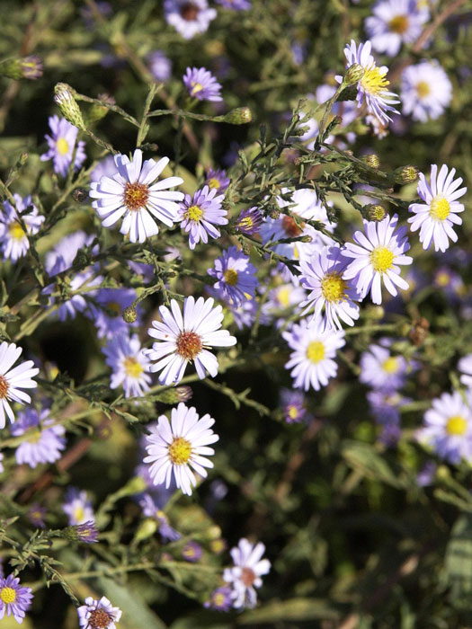 Aster laevis 'Blauschleier', Glatte Aster, Kahle Garten-Aster