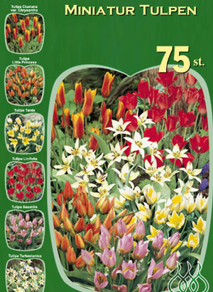 Miniatur-Tulpen Sortiment (Art.Nr. 598224)