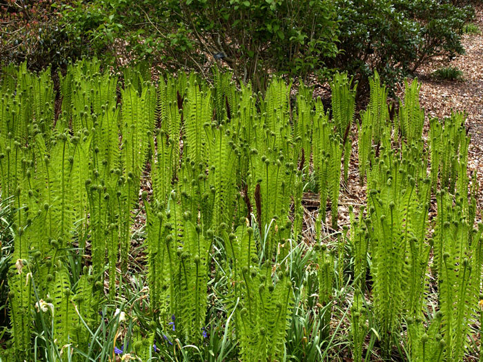 Matteuccia struthiopteris, Becherfarn, Straußenfarn, Trichterfarn