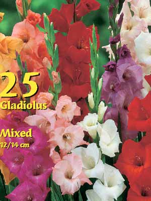 Großblumige Gladiolen-Mischung, Gladiolus (Art.Nr. 522362)