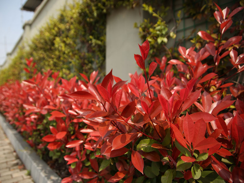 Photinia fraseri 'Devil's Dream', Rotlaubige Glanzmispel